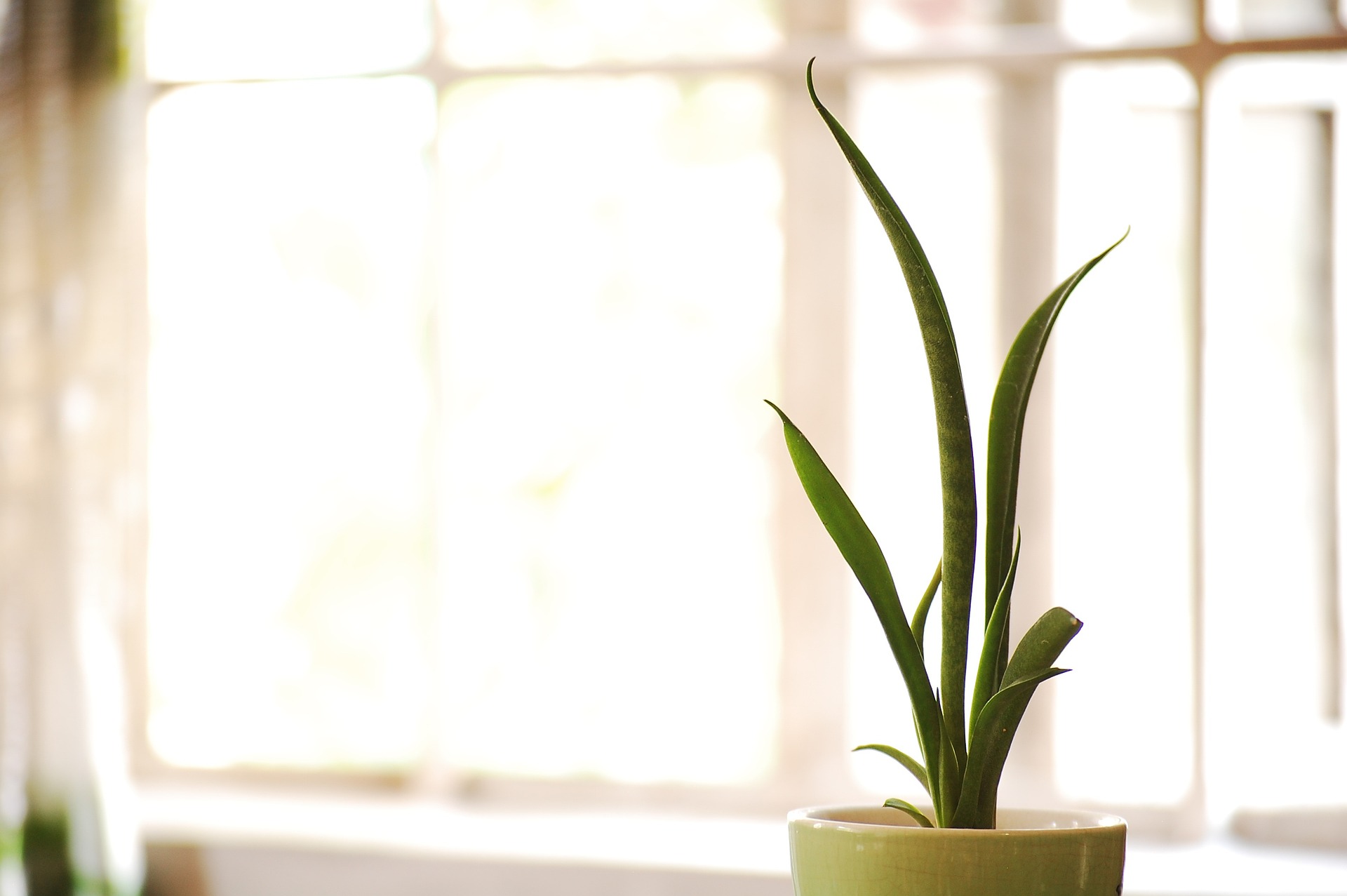 A snake plant can enhance your interior design